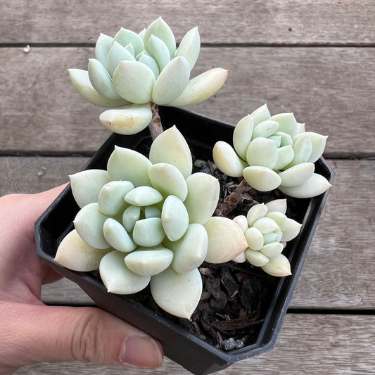 1702 Sedeveria Pudgy