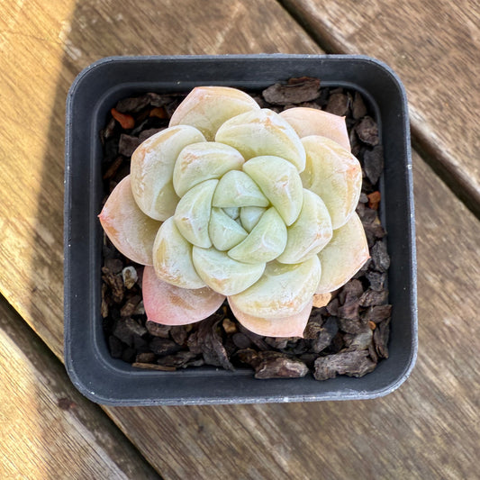 1706 Echeveria Ice Green
