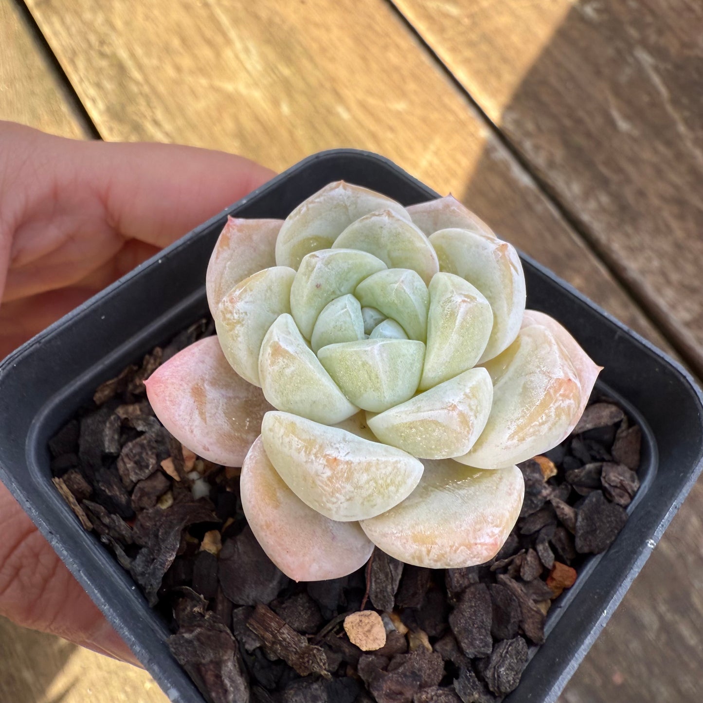 1706 Echeveria Ice Green