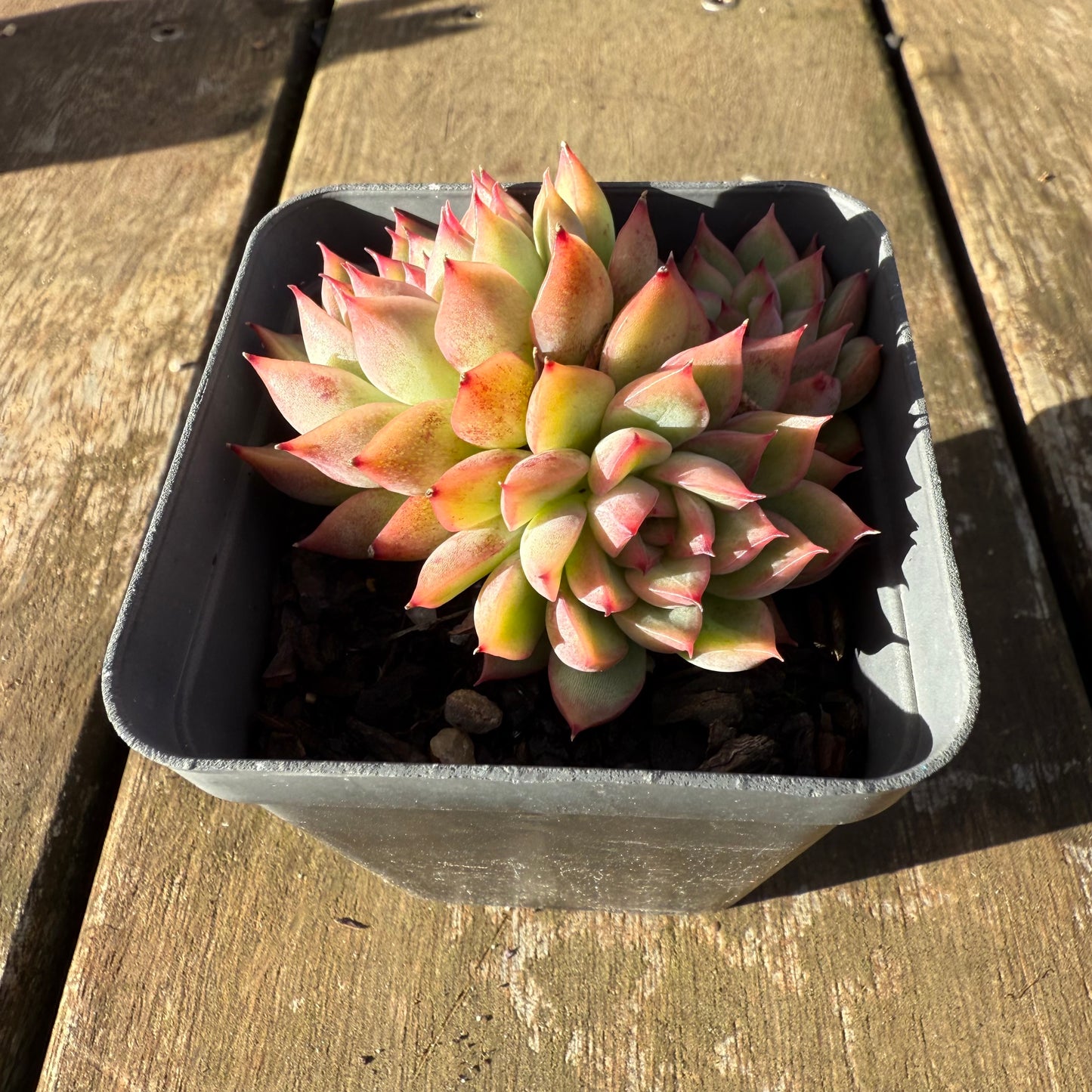 1706 Echeveria Mebina