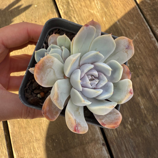 1706 Echeveria Snow Bunny