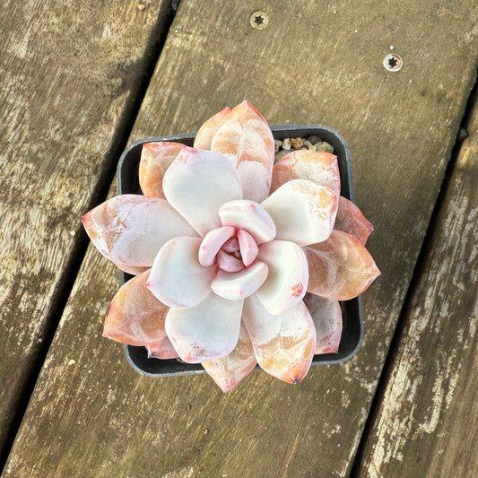 1706 Echeveria 'Candy Orange'