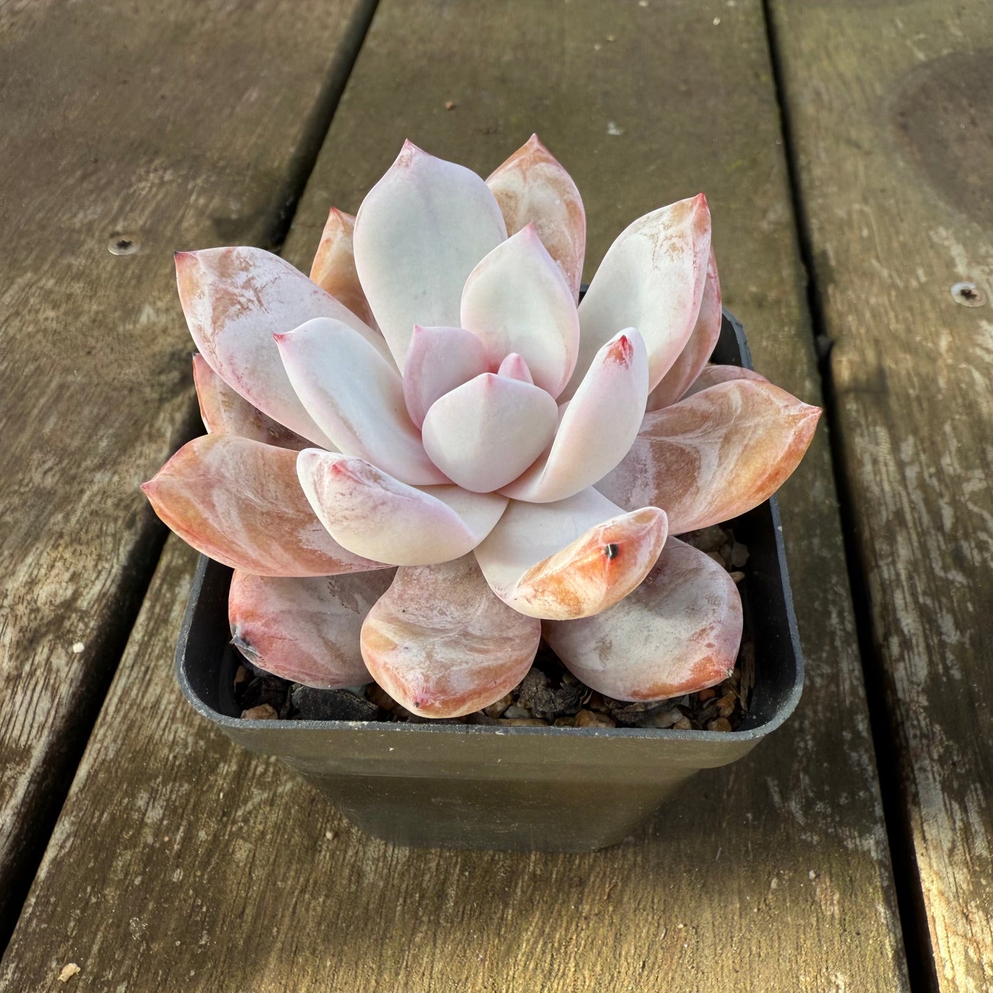 1706 Echeveria 'Candy Orange'