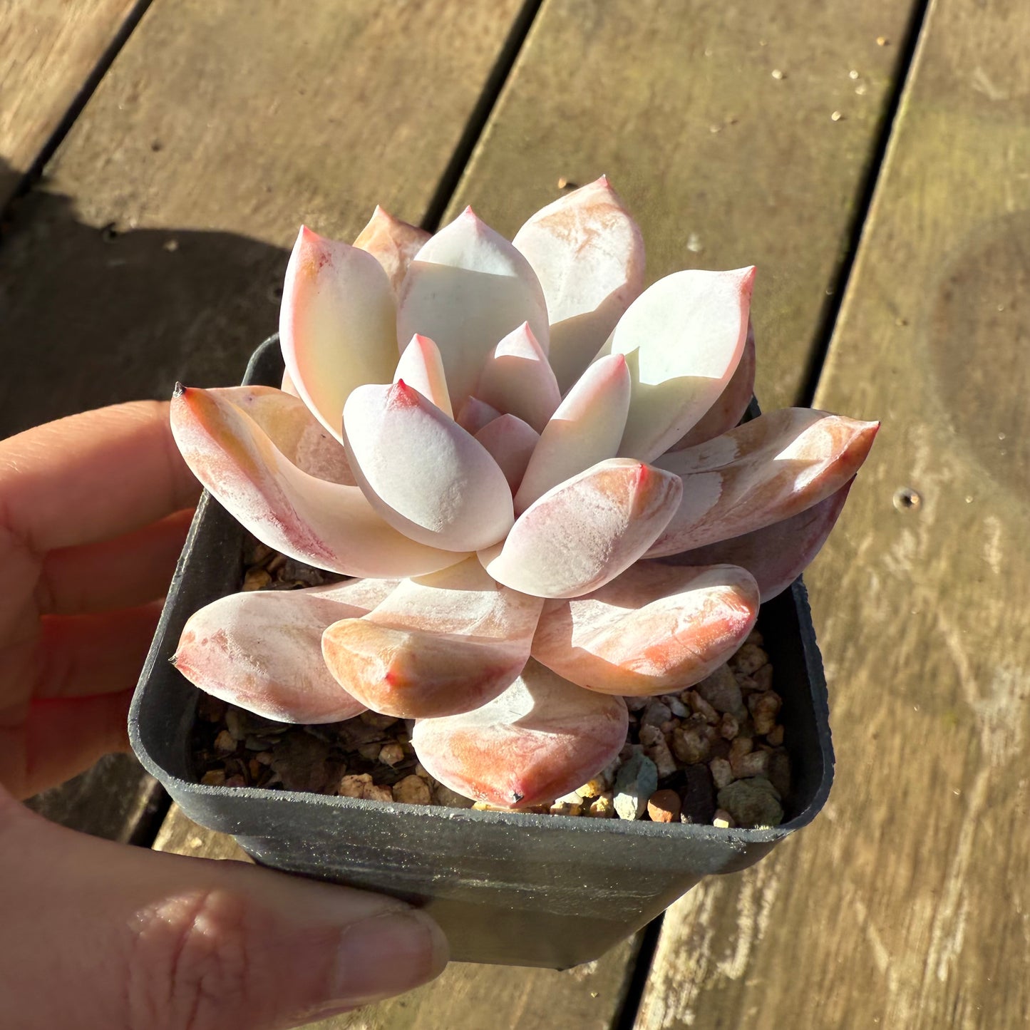 1706 Echeveria 'Candy Orange'