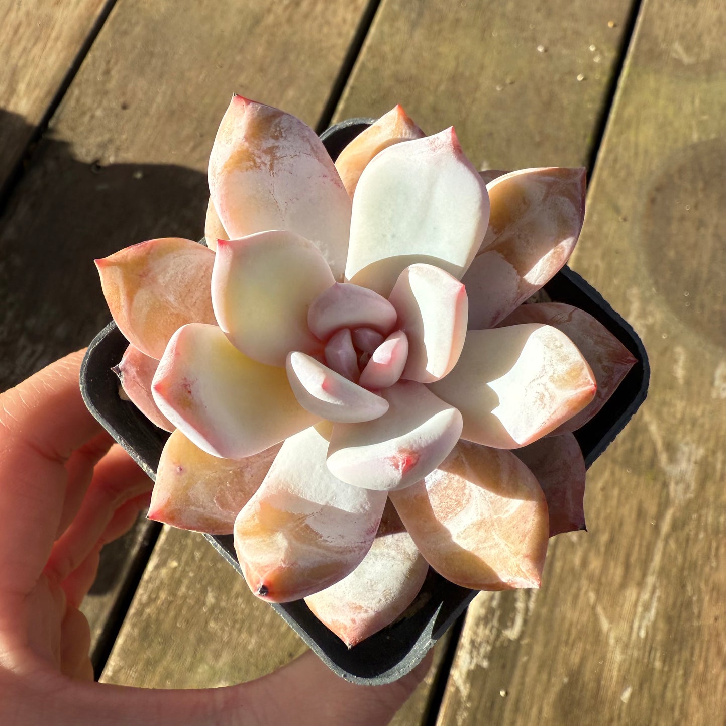 1706 Echeveria 'Candy Orange'