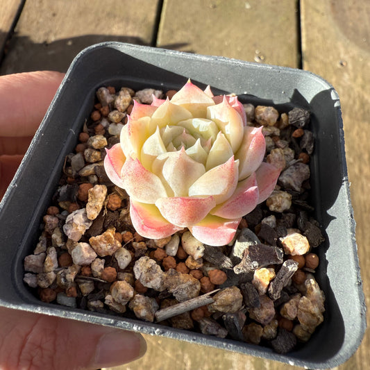 1706 Echeveria 'Peach Queen'