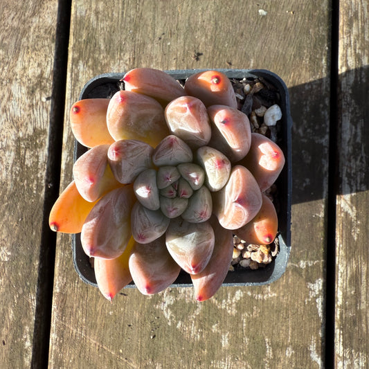 1706 Echeveria Wedding Ring