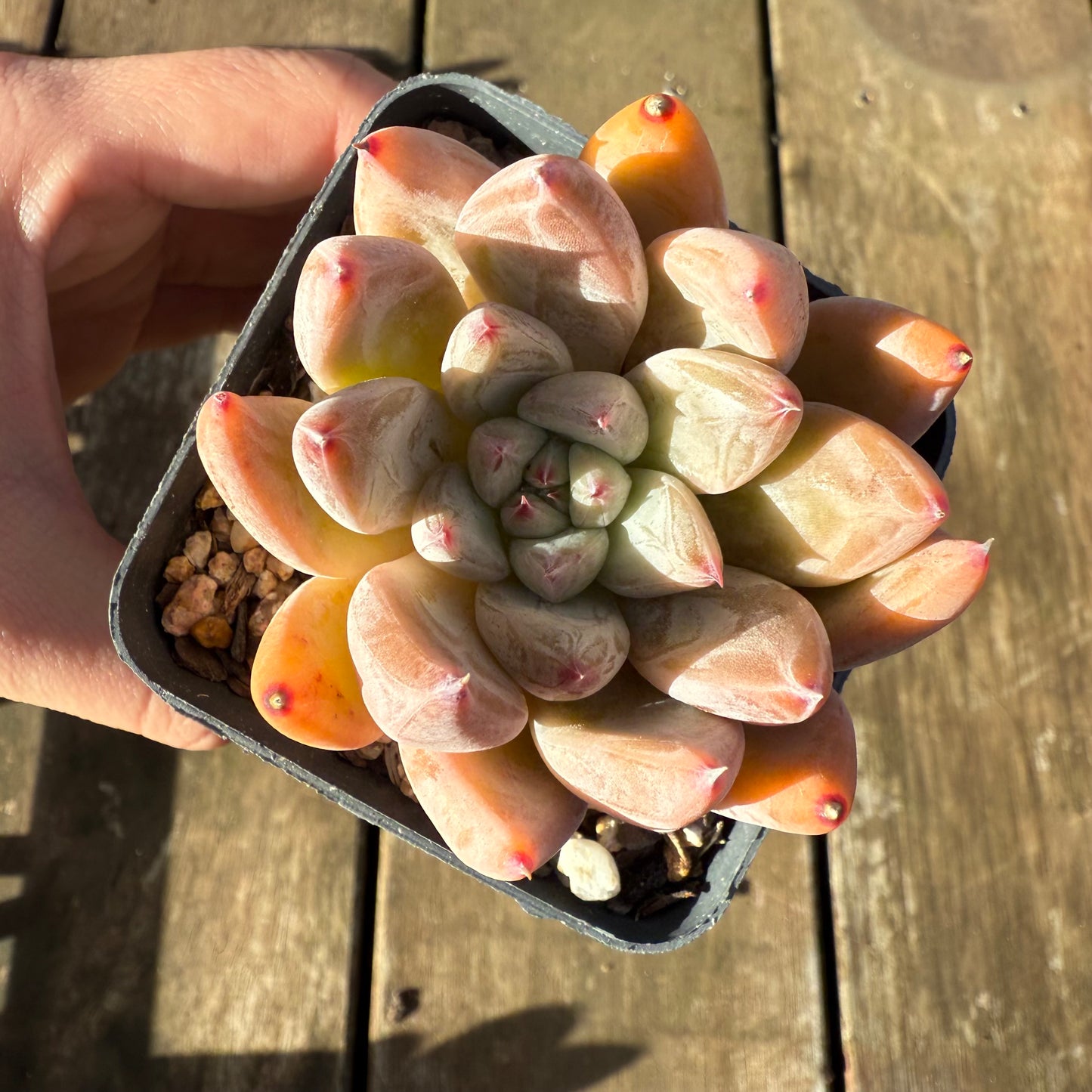 1706 Echeveria Wedding Ring
