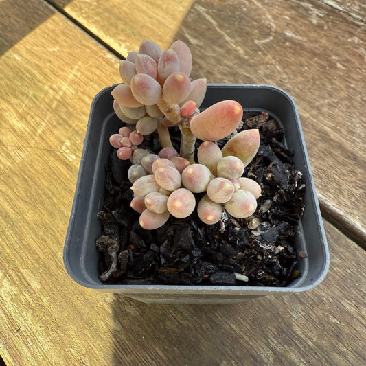 1706 Pachyphytum Hookeri Kyobijin