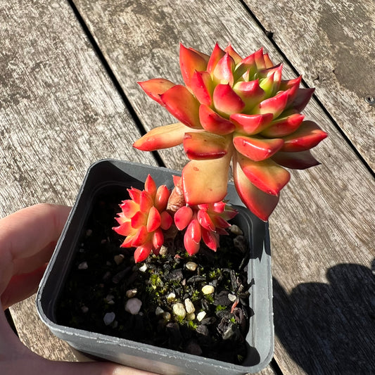 1806 Sedeveria Letizia(multi)