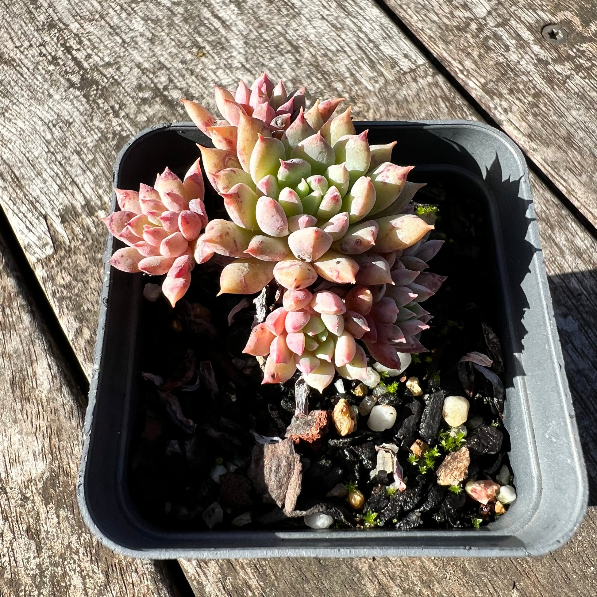 chrissy and ryan succulents 1806 Echeveria 'Chrissy N Ryan' – Bella Succulent Garden