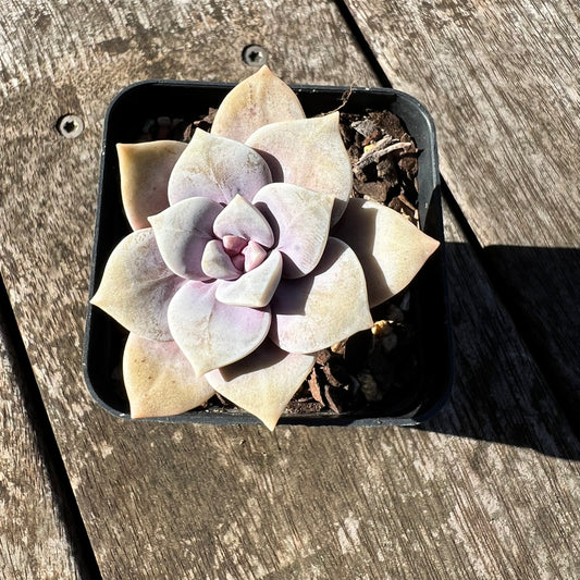 1806 Graptopetalum Superbum