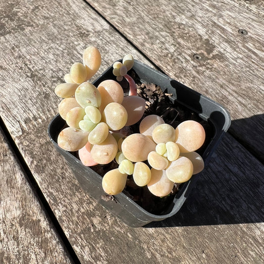 1806 Graptosedum Miul