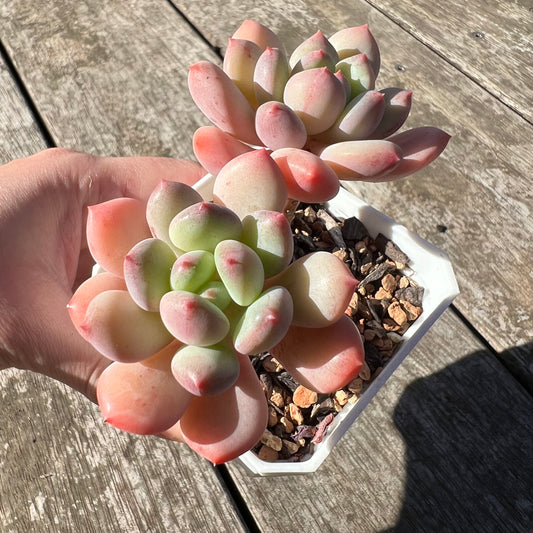 1806 Pachyphytum Omega