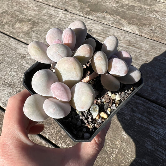 1806 Pachyphytum Orange Snowball
