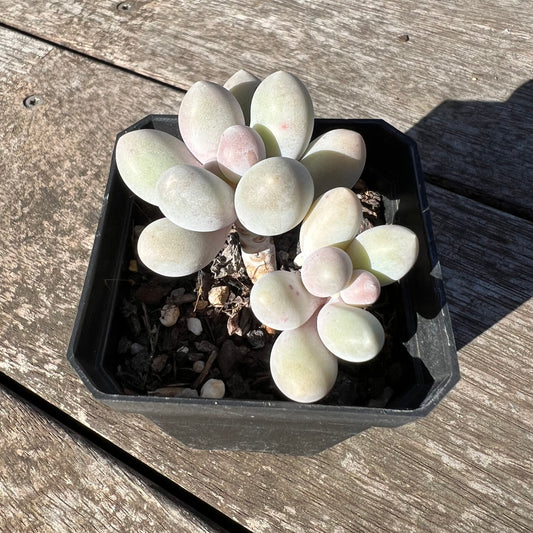 1806 Pachyphytum 'Egg Tart'