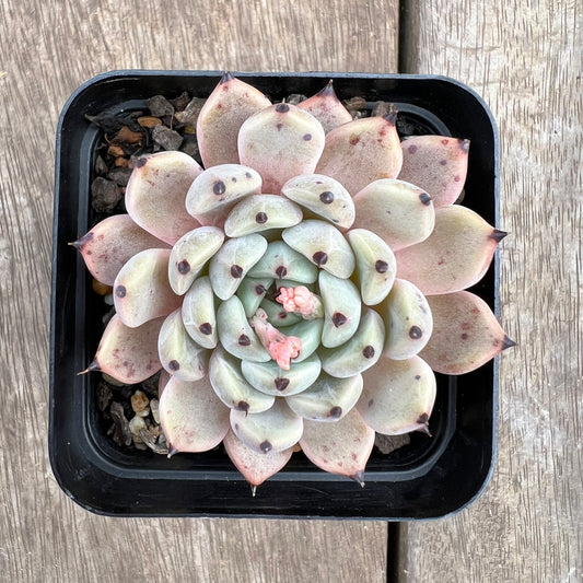 1807 Echeveria Cuspidata var.Zaragozae