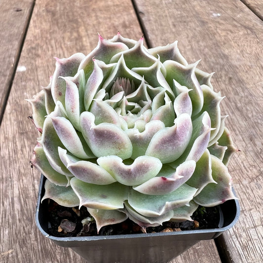 1807 Echeveria Gilo x Simulans 'Laguna Sanchez'