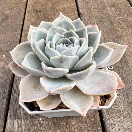 1807 Echeveria Laui x Shaviana