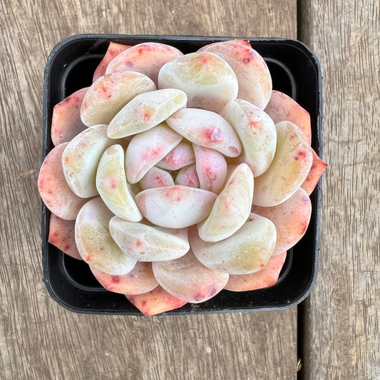 1807 Echeveria Snow Angel