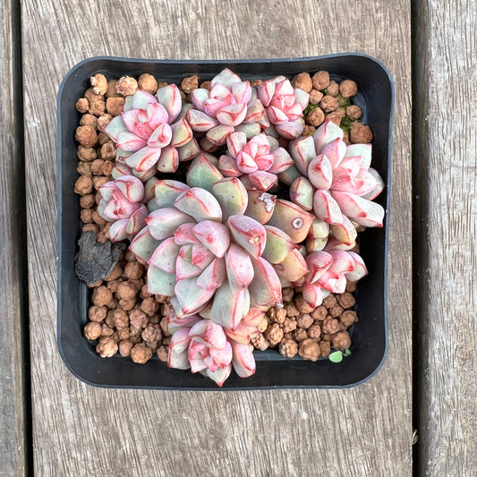1807 Echeveria Subcorymbosa Lau 030