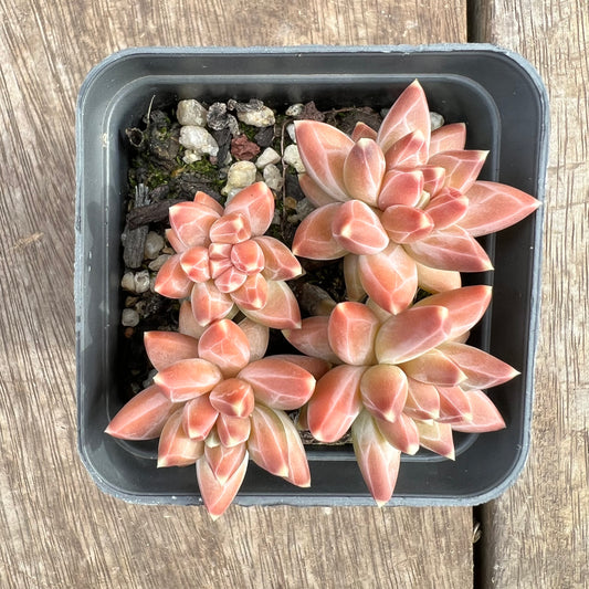 1807 Pachyphytum Chiseled Stones