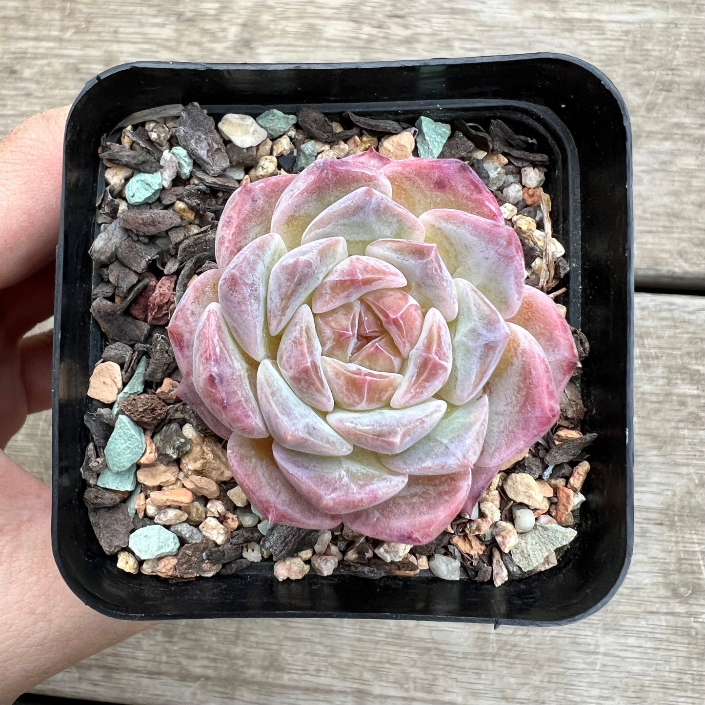 1903 Echeveria 'Apparition' Korean Form