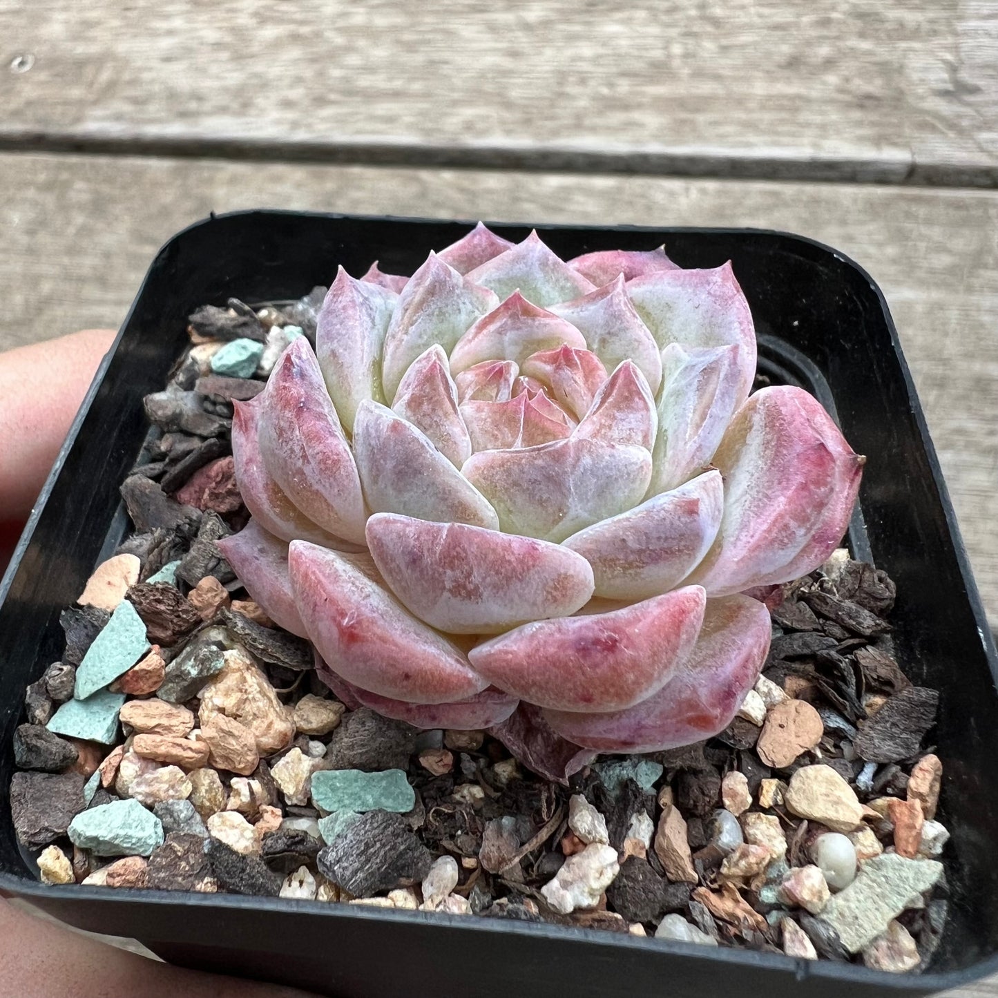 1903 Echeveria 'Apparition' Korean Form