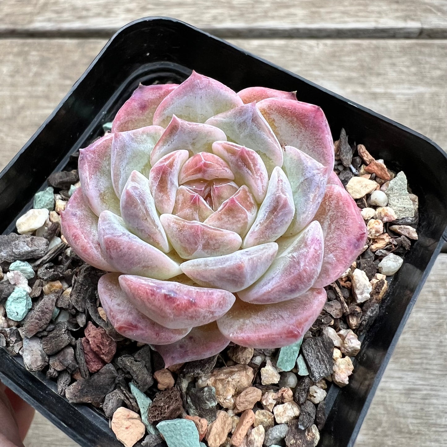 1903 Echeveria 'Apparition' Korean Form