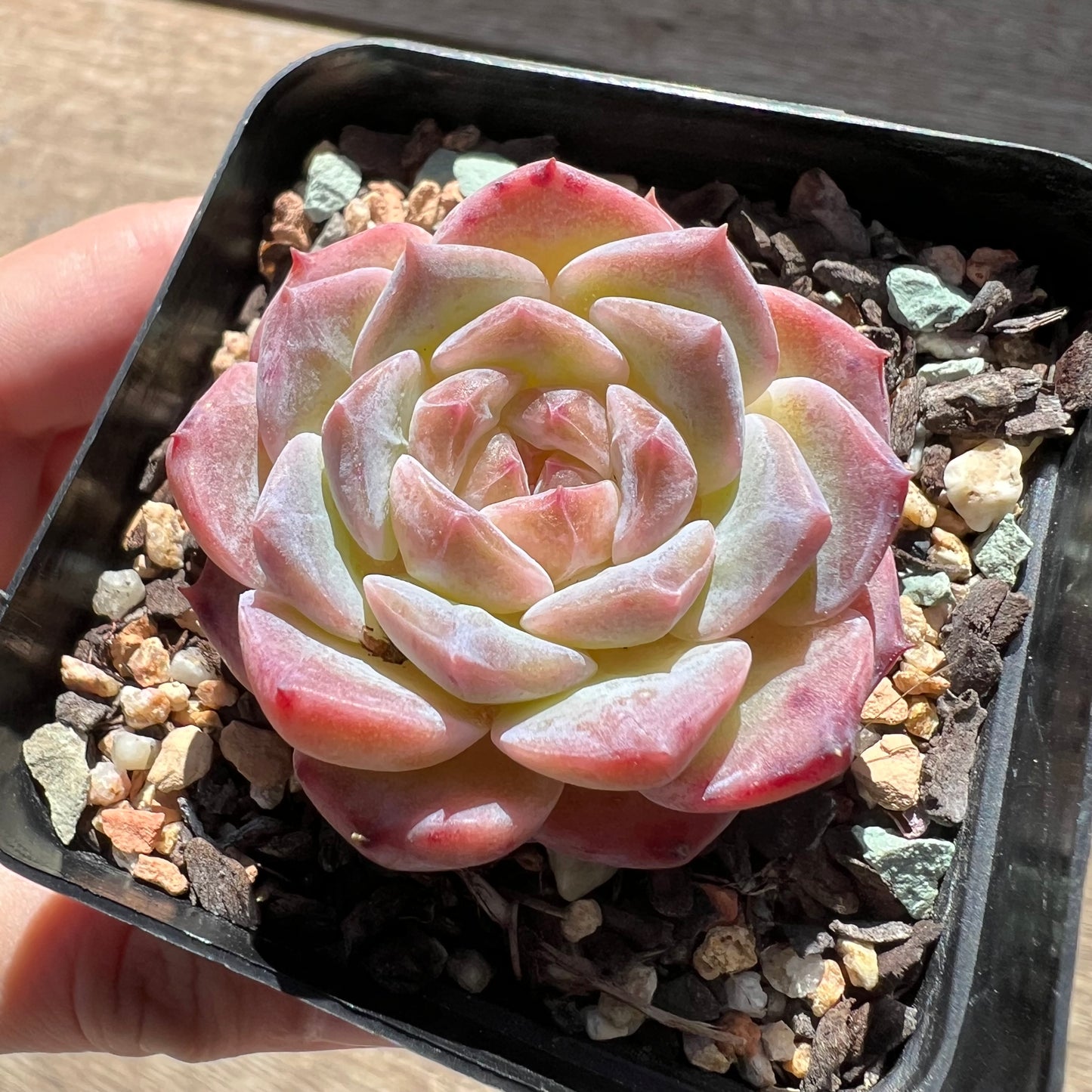 1903 Echeveria 'Apparition' Korean Form