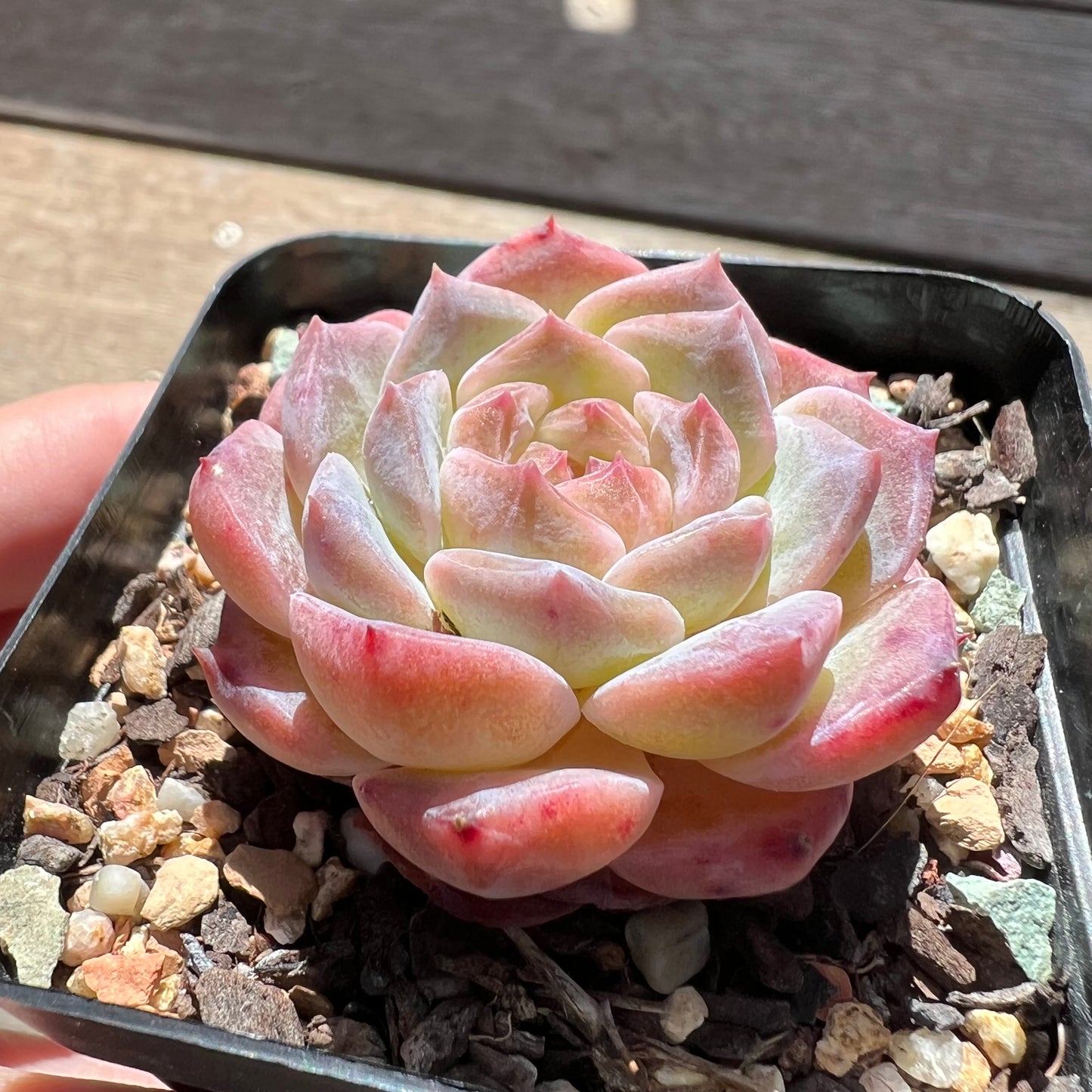 1903 Echeveria 'Apparition' Korean Form