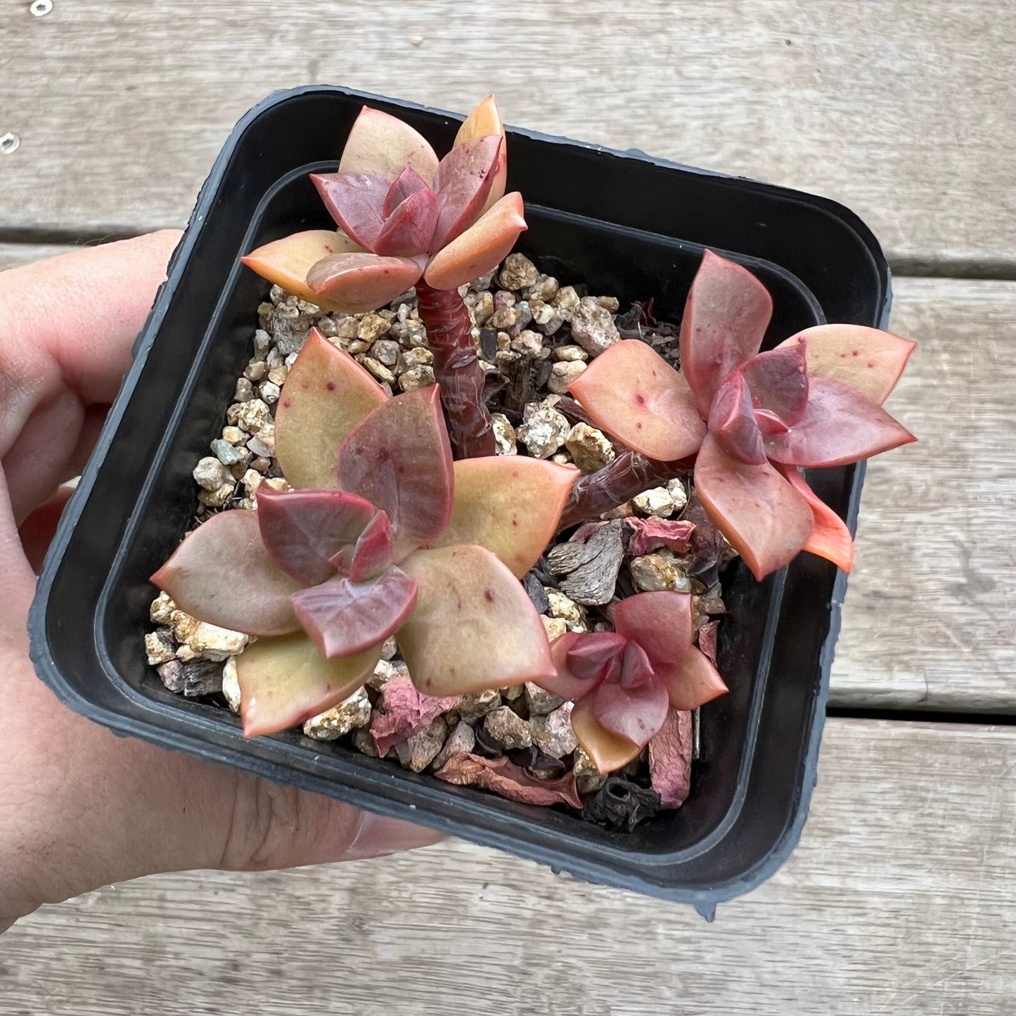 1903 Echeveria Chroma(multi)