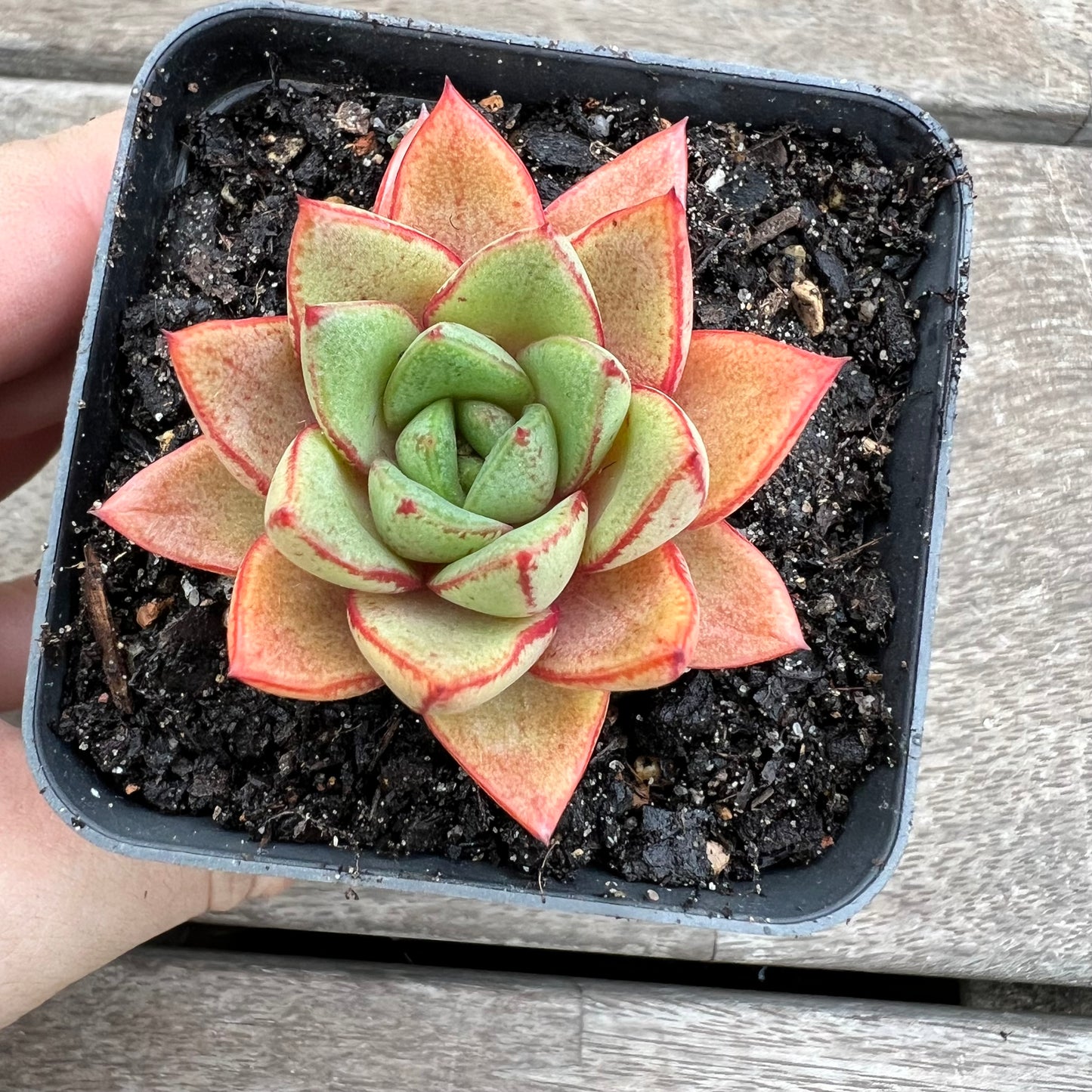 1903 Echeveria Purpusorum