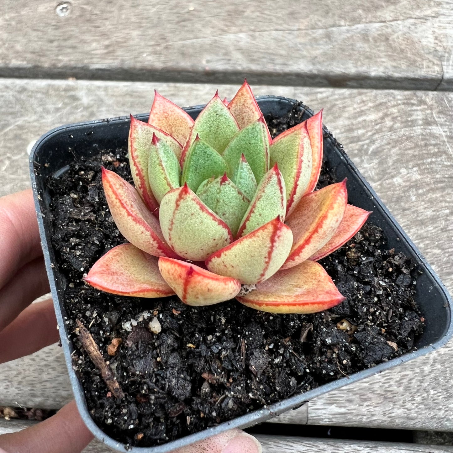 1903 Echeveria Purpusorum