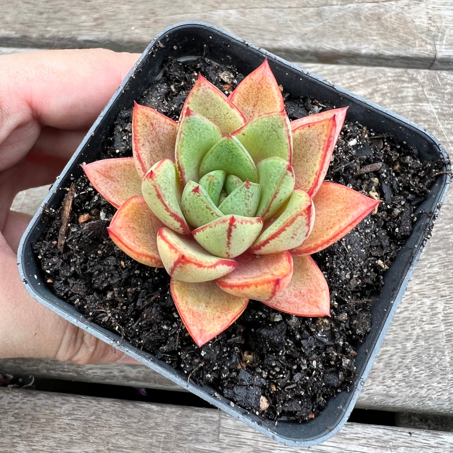 1903 Echeveria Purpusorum