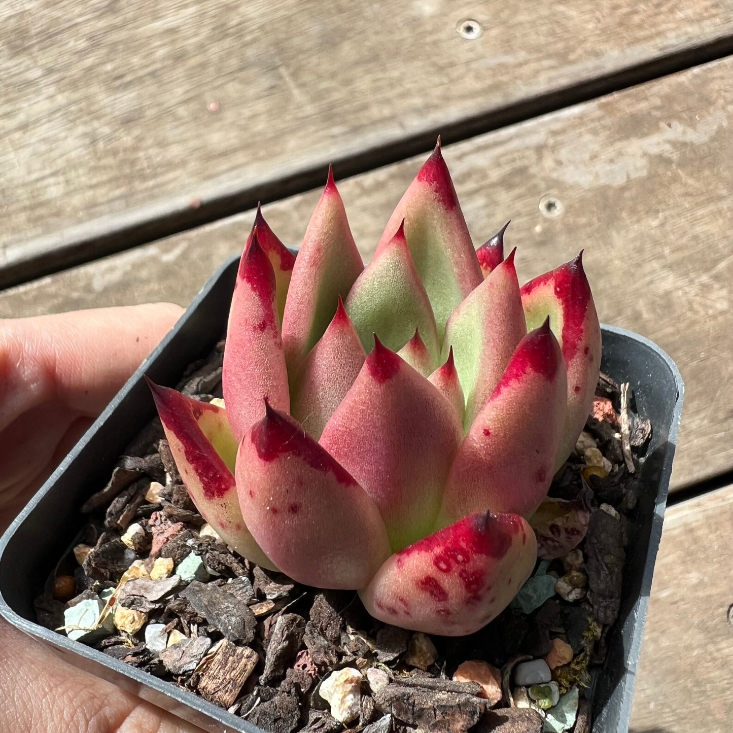 1903 Echeveria Red Ebony