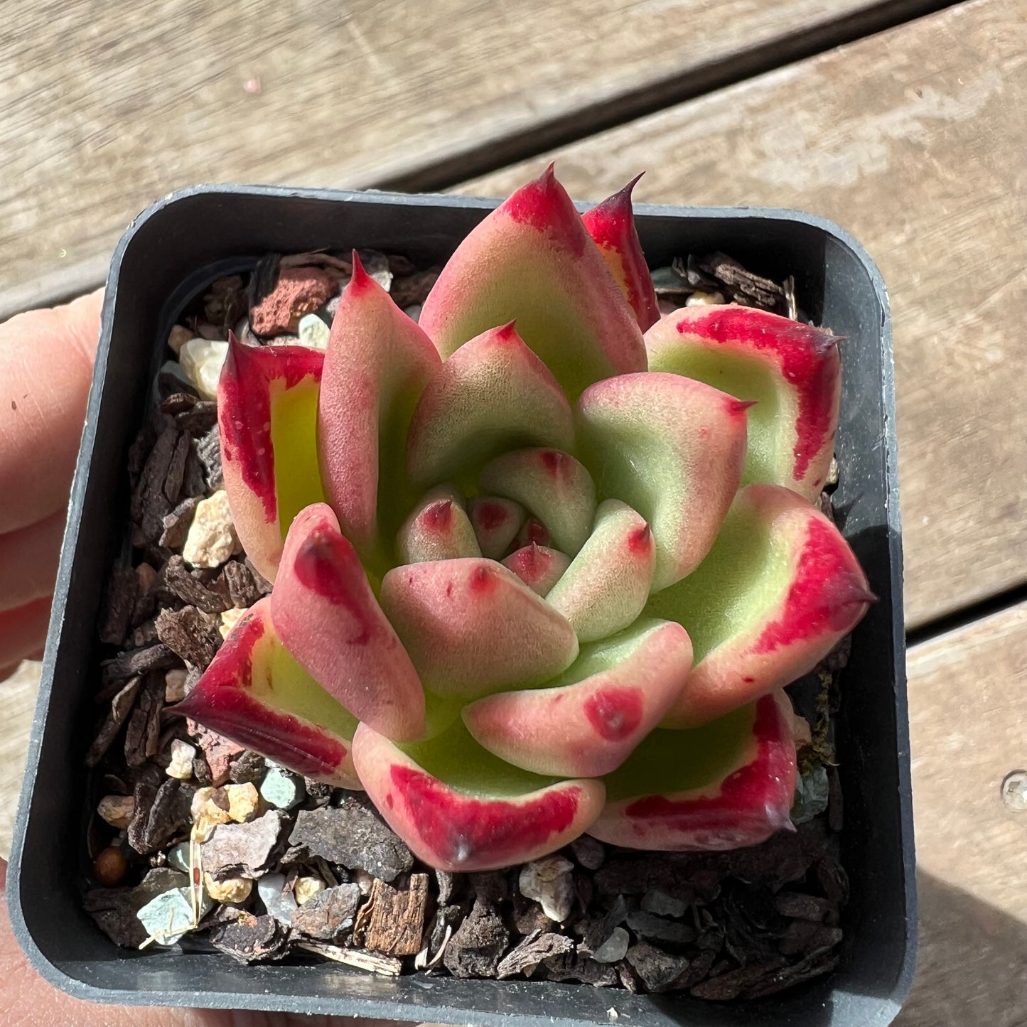 1903 Echeveria Red Ebony