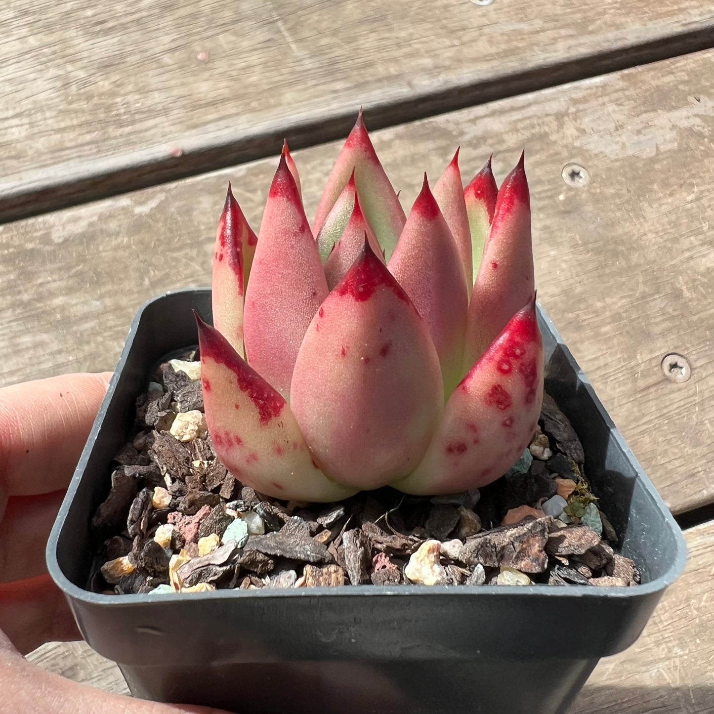 1903 Echeveria Red Ebony