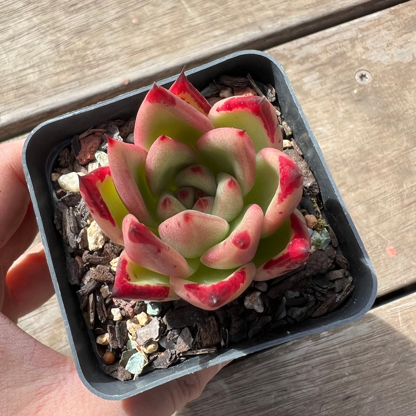 1903 Echeveria Red Ebony