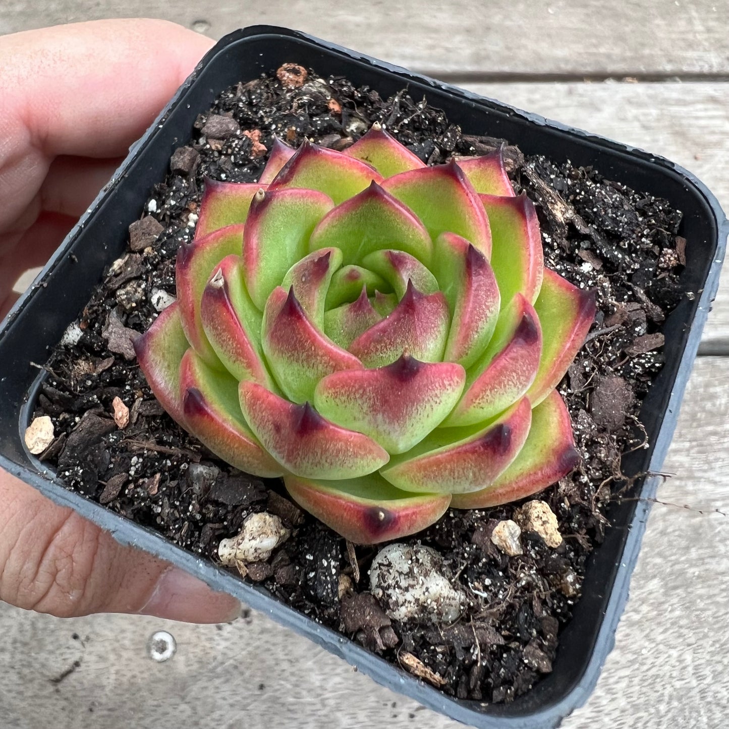 1903 Echeveria 'Moon Stone'