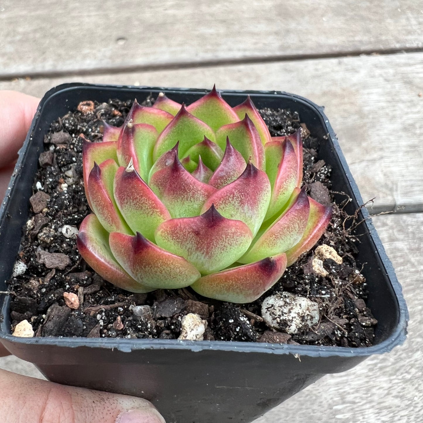 1903 Echeveria 'Moon Stone'