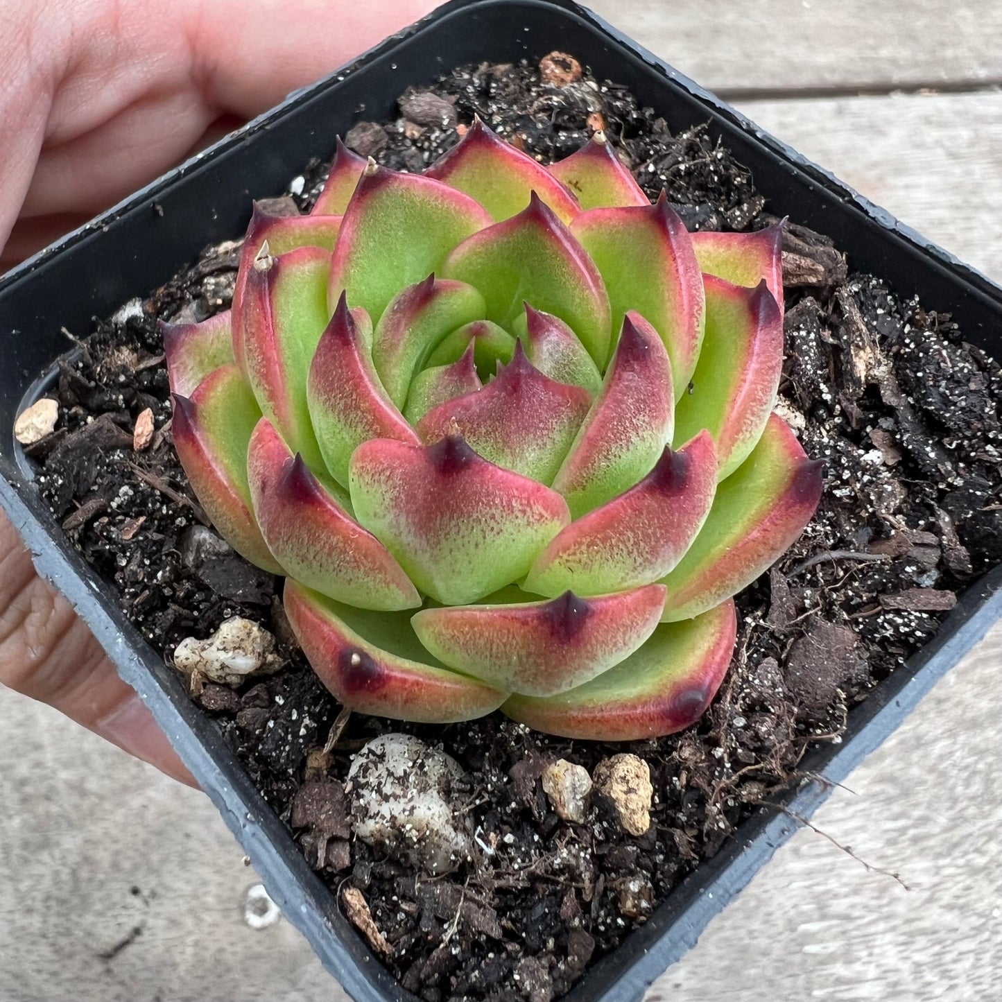 1903 Echeveria 'Moon Stone'