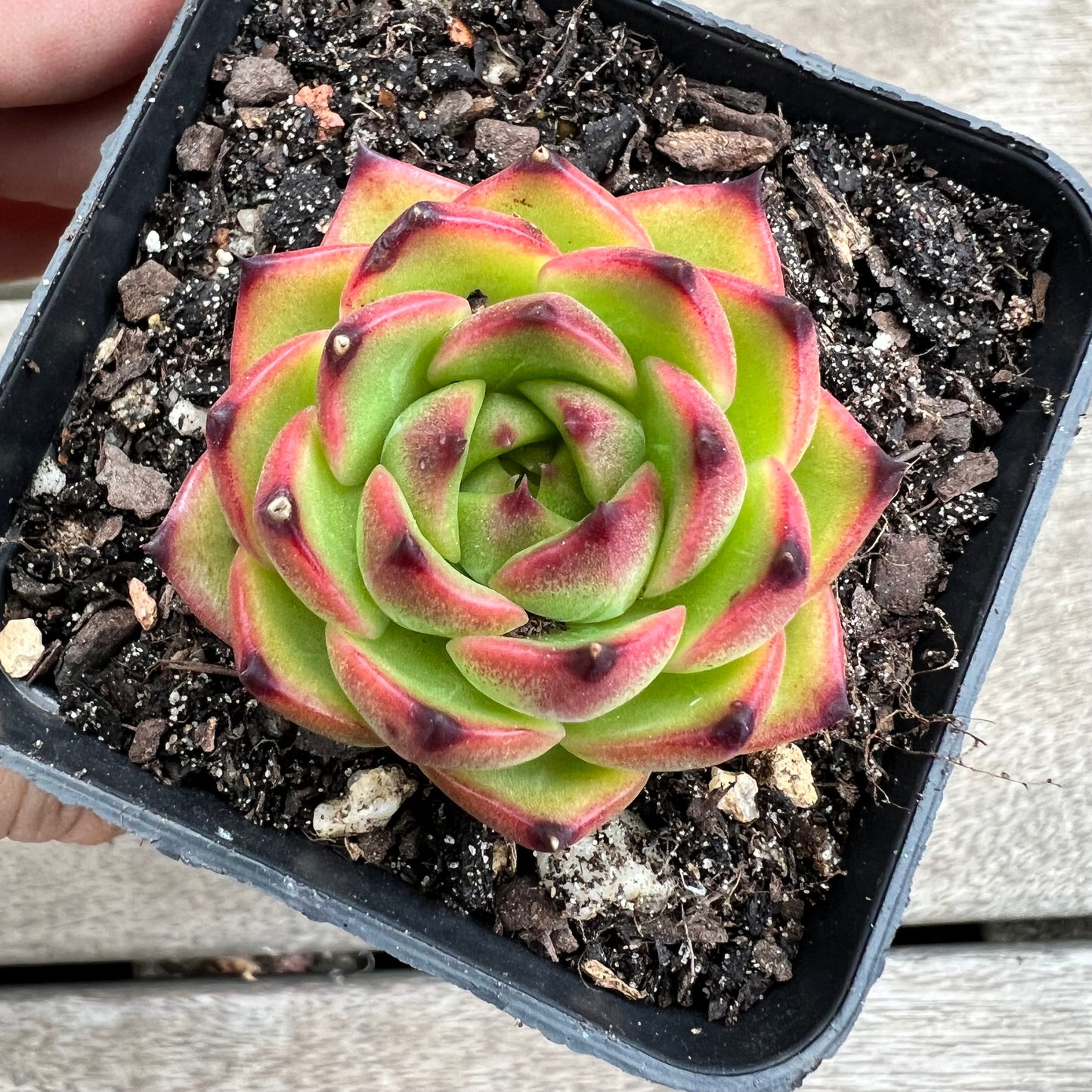 1903 Echeveria 'Moon Stone'