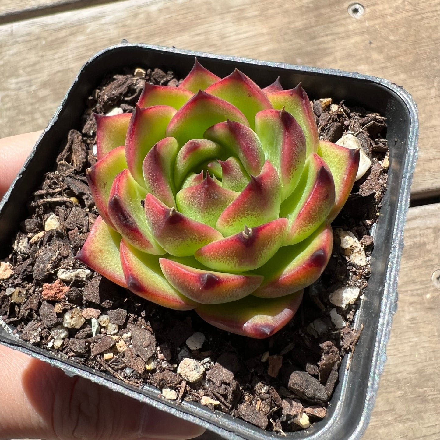 1903 Echeveria 'Moon Stone'