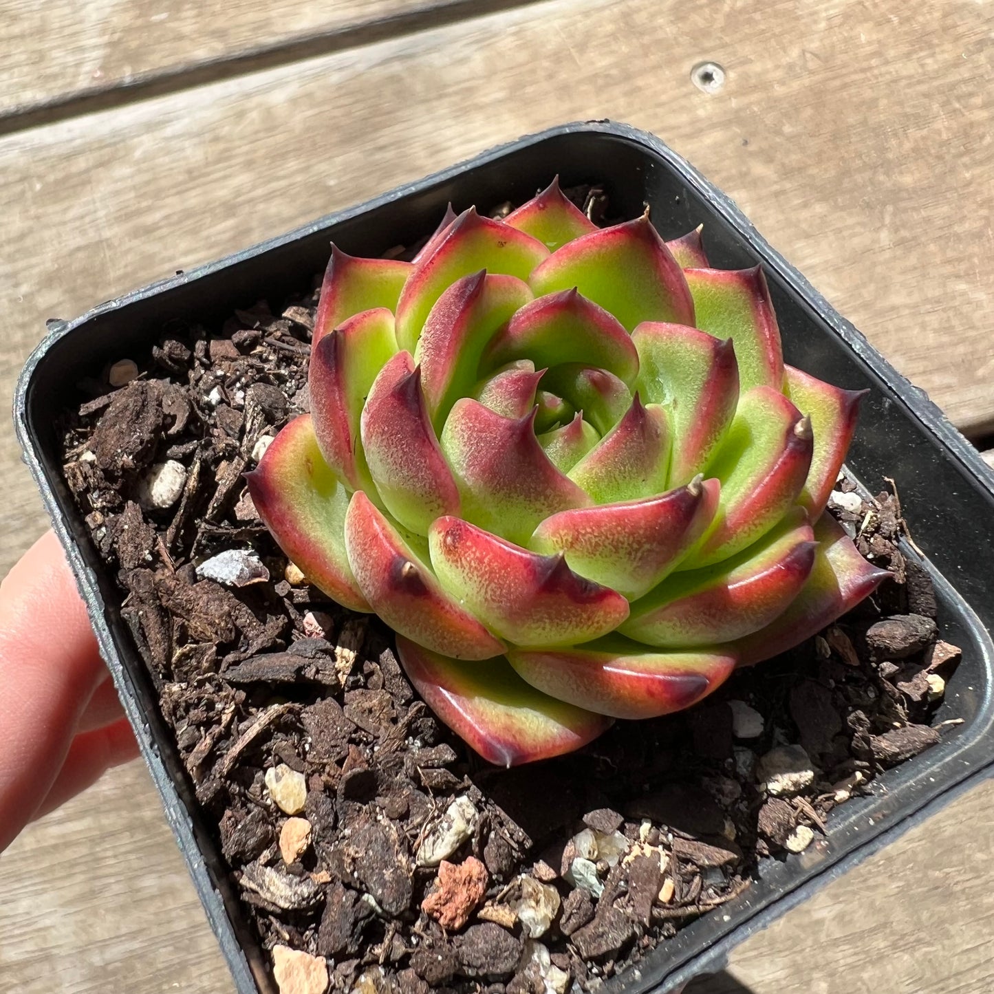 1903 Echeveria 'Moon Stone'