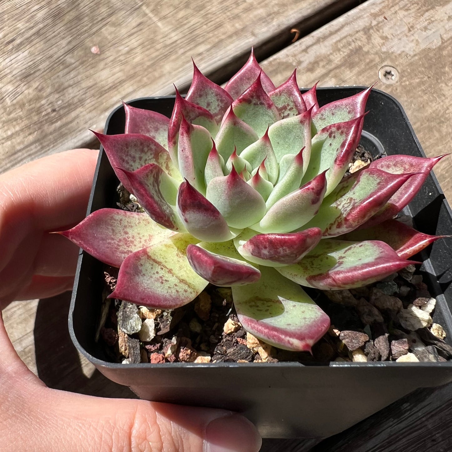 1903 Echeveria 'Sara Himebotan' Hybrid