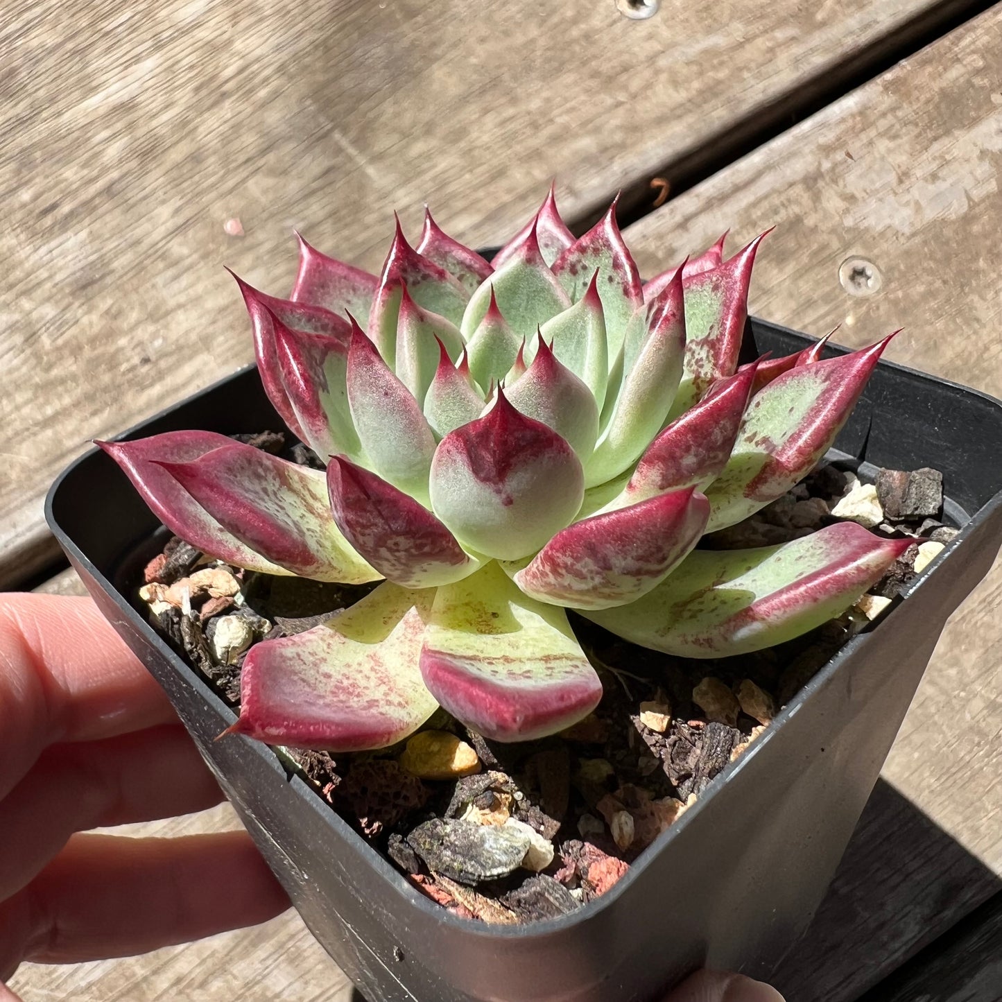 1903 Echeveria 'Sara Himebotan' Hybrid