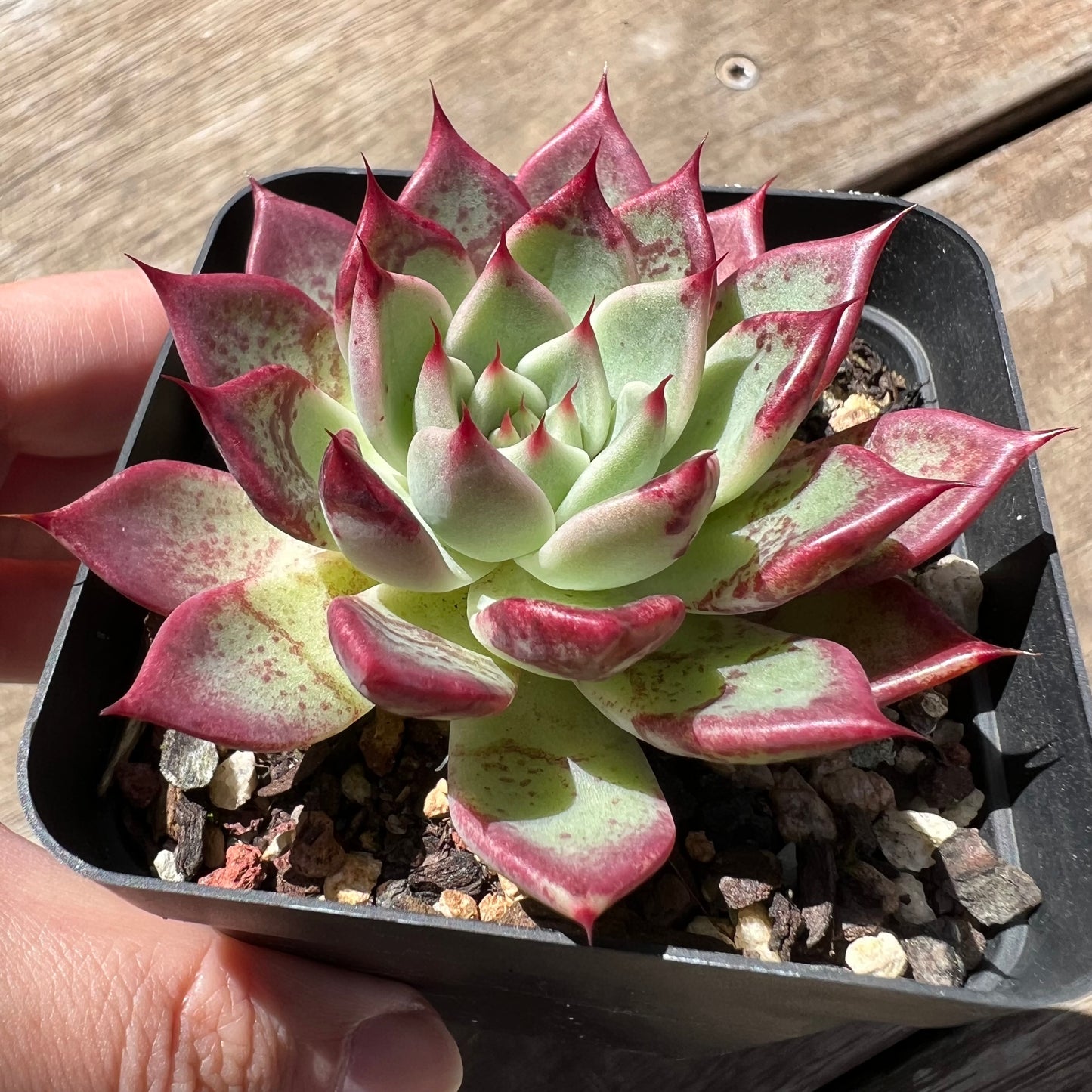 1903 Echeveria 'Sara Himebotan' Hybrid