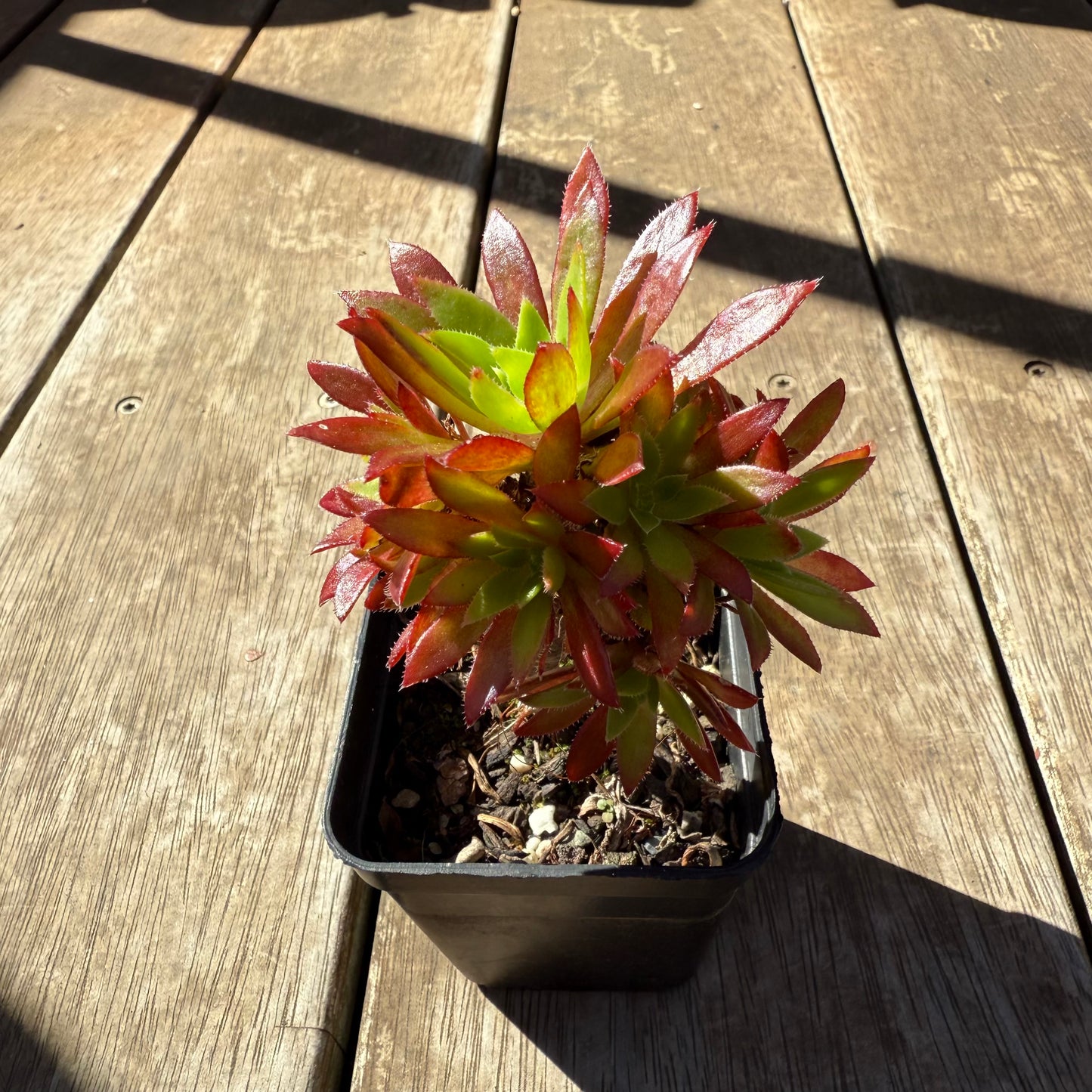 1908 墨西哥烟花