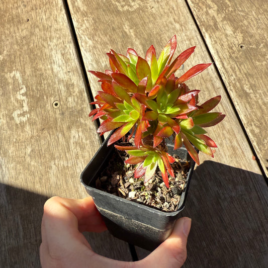 1908 Aeonium 'Firecracker'